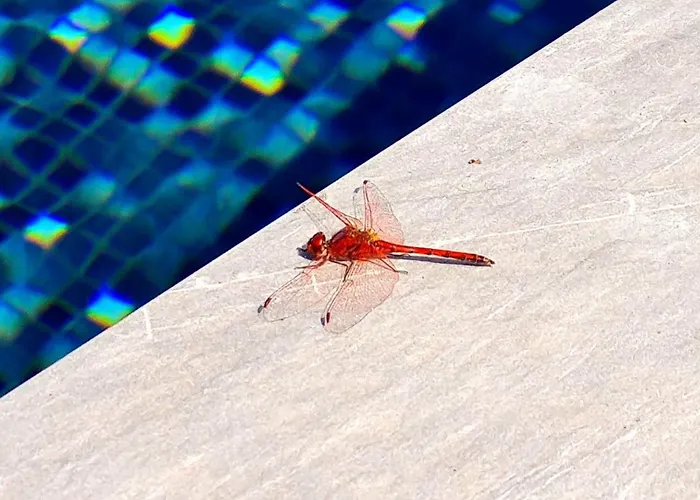 Vila Cachito De Cielo La Victoria de Acentejo